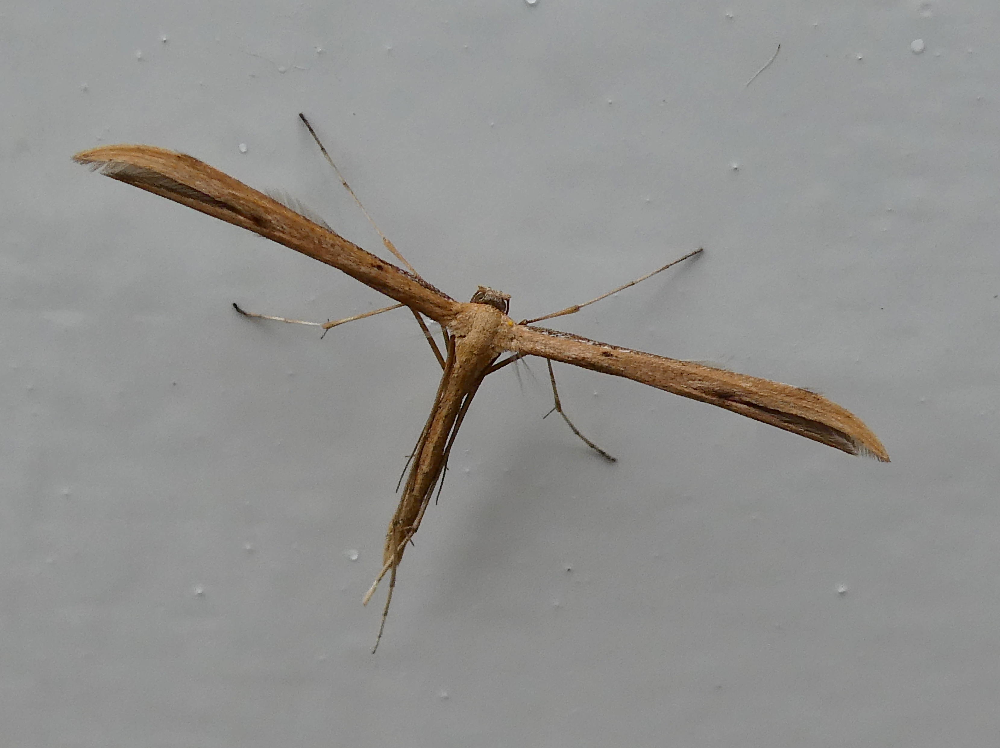 Welk insect kan dit zijn?